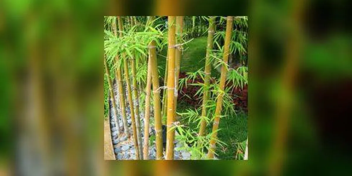 photo d'un jardin de bambous