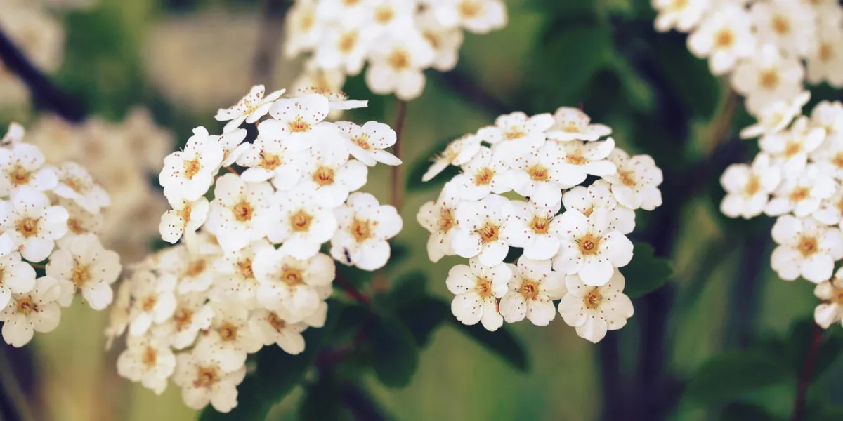 spiraea x vanhouttei (s trilobata x s cantoniensis) - van houtte's spiraea spiraea x vanhouttei (s trilobata x s cantoniensis) - van houtte's spiraea