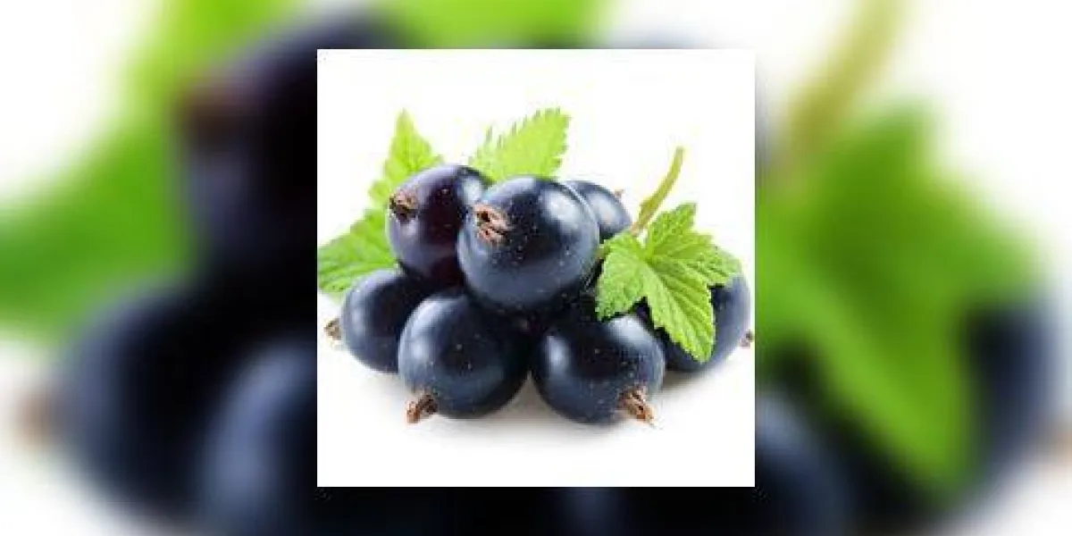 cassis avec des feuilles