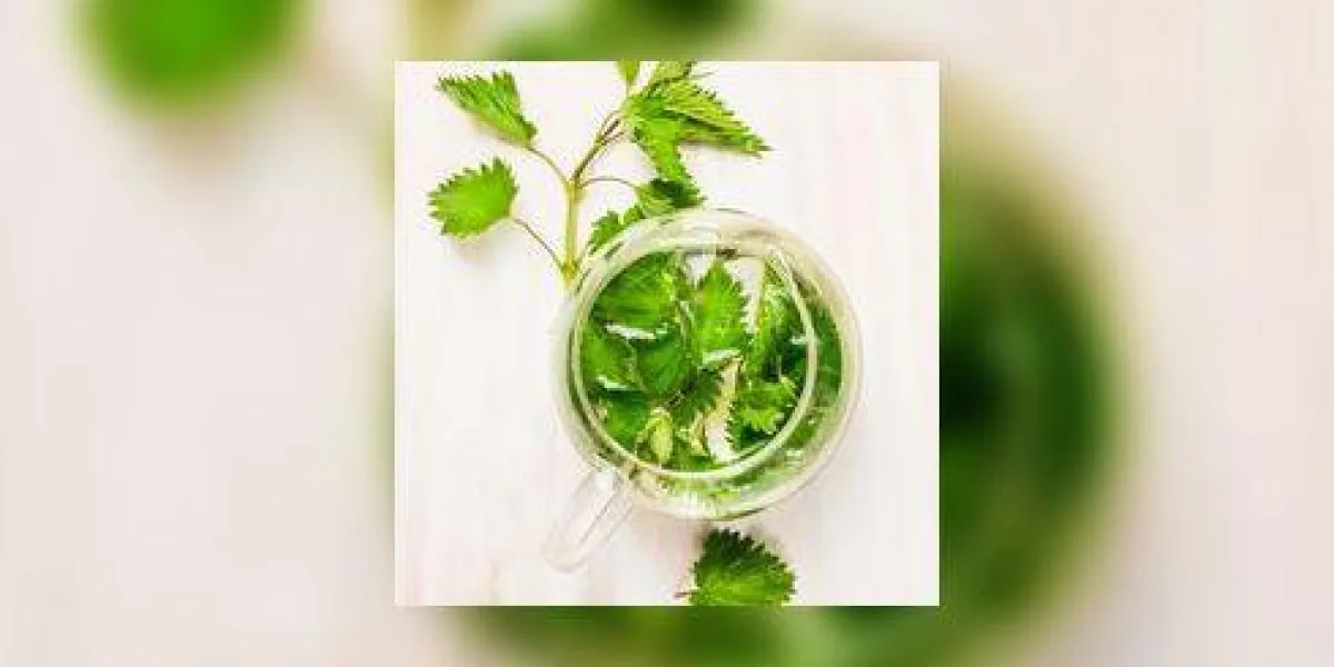 thé d'ortie à base de plantes dans un pot de verre sur fond rustique blanc, vue de dessus thé d'ortie à base de plantes dans un pot de verre sur fond rustique blanc, vue de dessus
