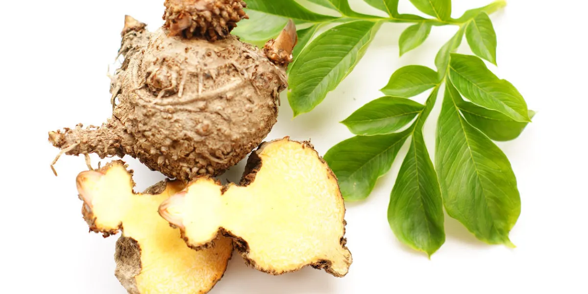 igname d'éléphant, baignoire d'eau de stanley, konjac