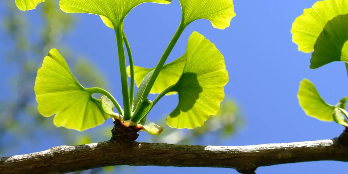 beau ginkgo biloba