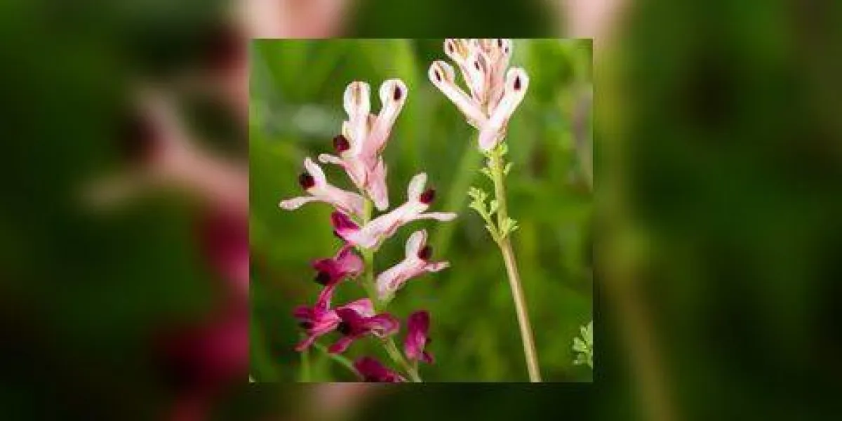 vue rapprochée de la belle fleur de fumaria capreolata