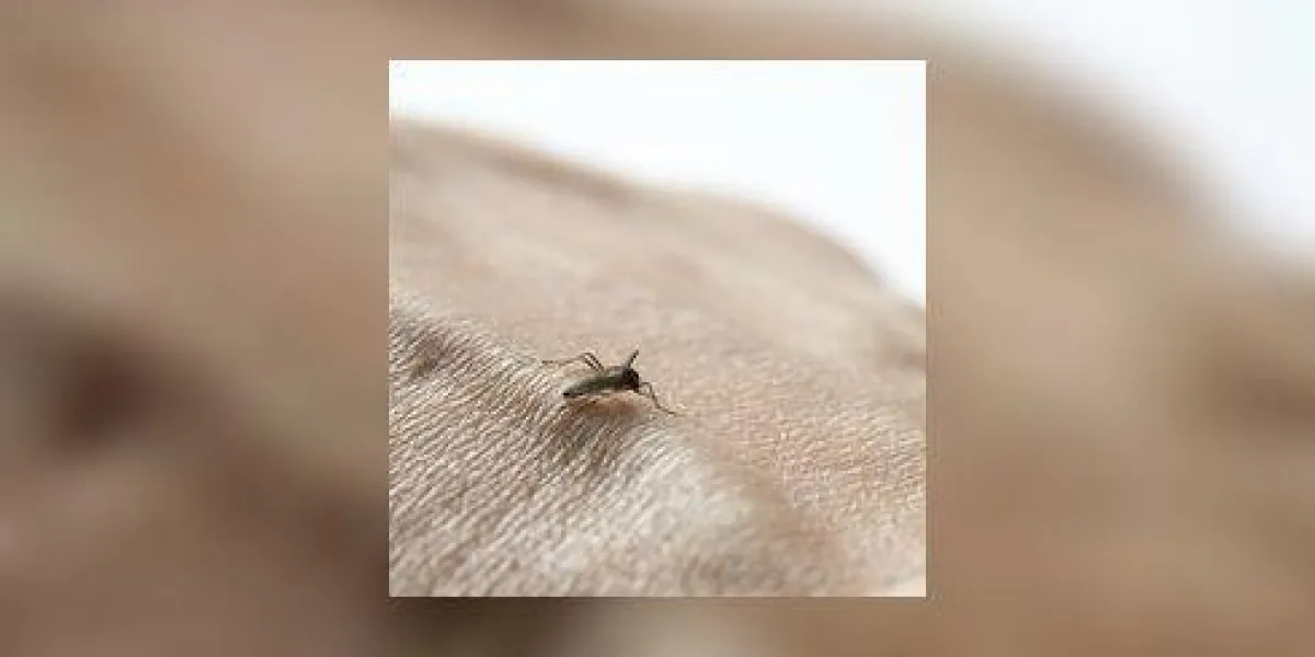 moustique sucer la veine de sang