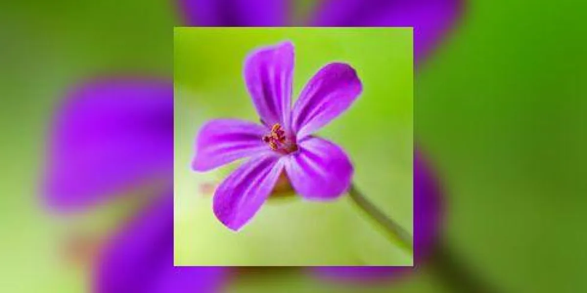fleurs roses dans un jardin de devon avec bokeh