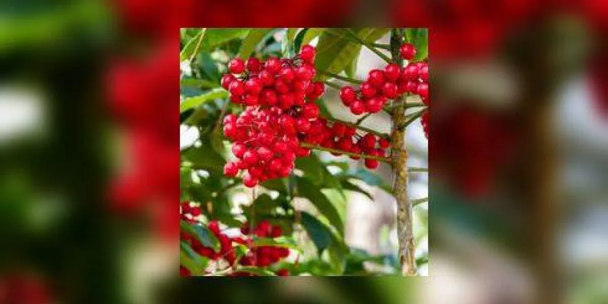 ardisia crenata myrsinaceae plante ou appelle les yeux de poule avec de petites baies rouges sur son arbre