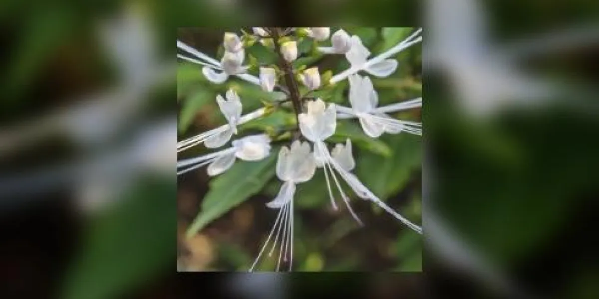 fleur de thaïlande, moustaches de chat fleurs, orthosiphon stamineus, dans le jardin
