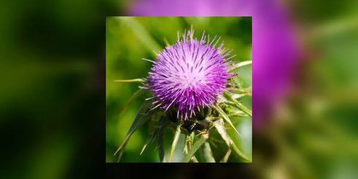 chardon floraison avec des fleurs roses sur fond vert