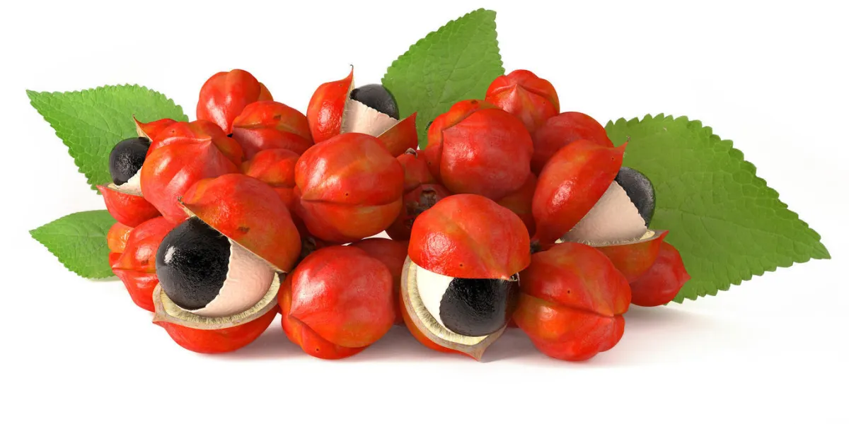 guarana, ingrédient 3d
