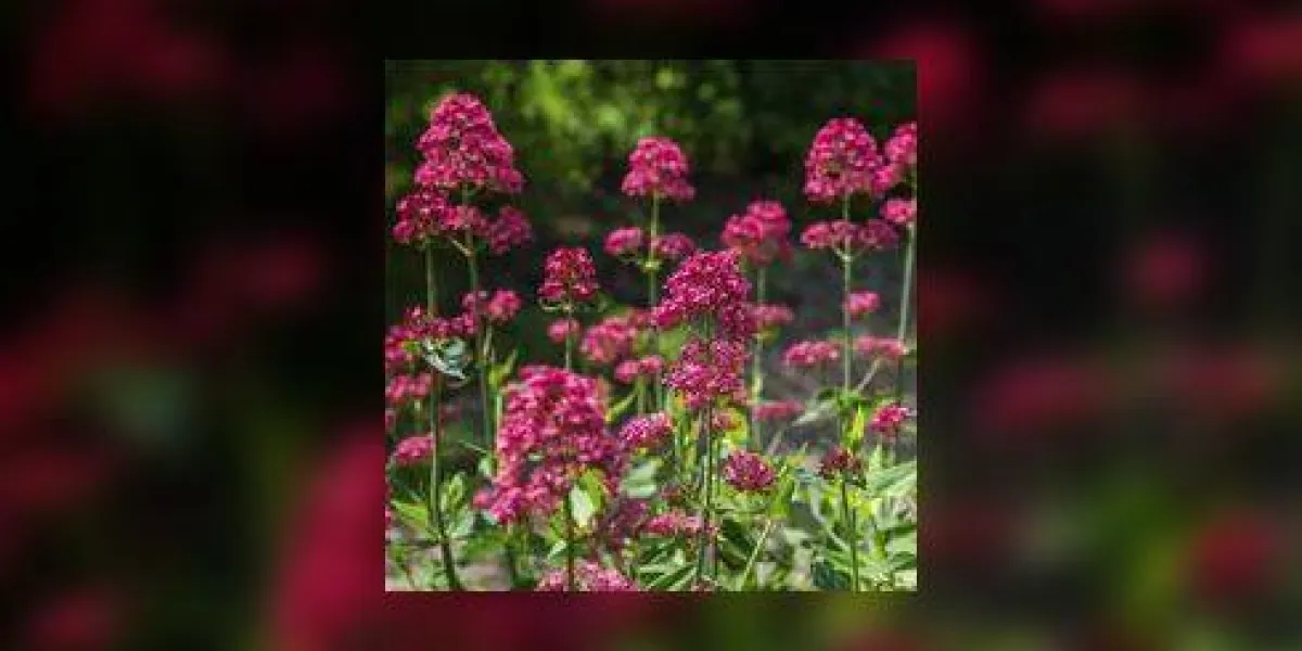 valériane rouge (centranthus ruber) dans le jardin