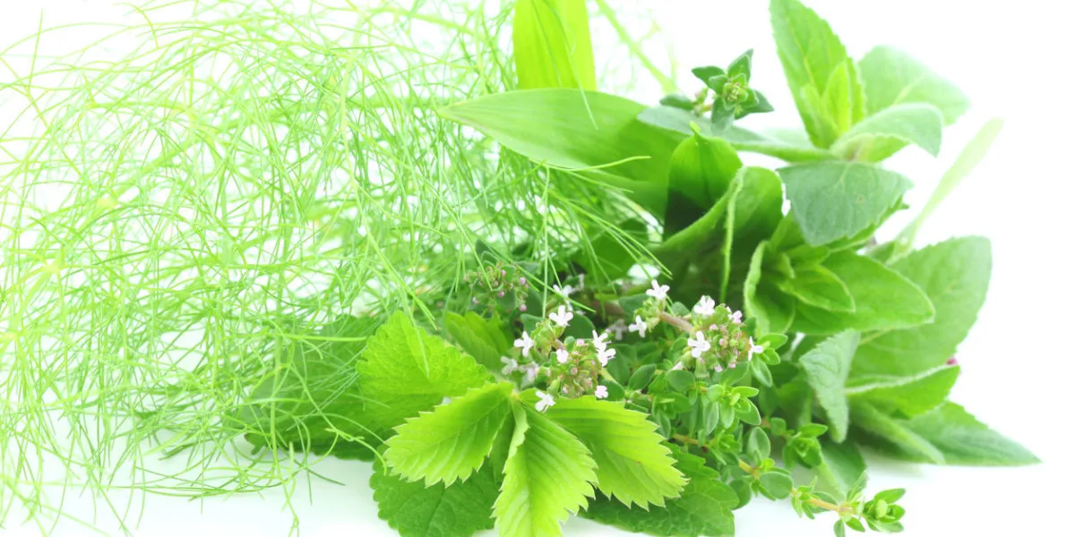 herbes vertes fraîches sur fond blanc