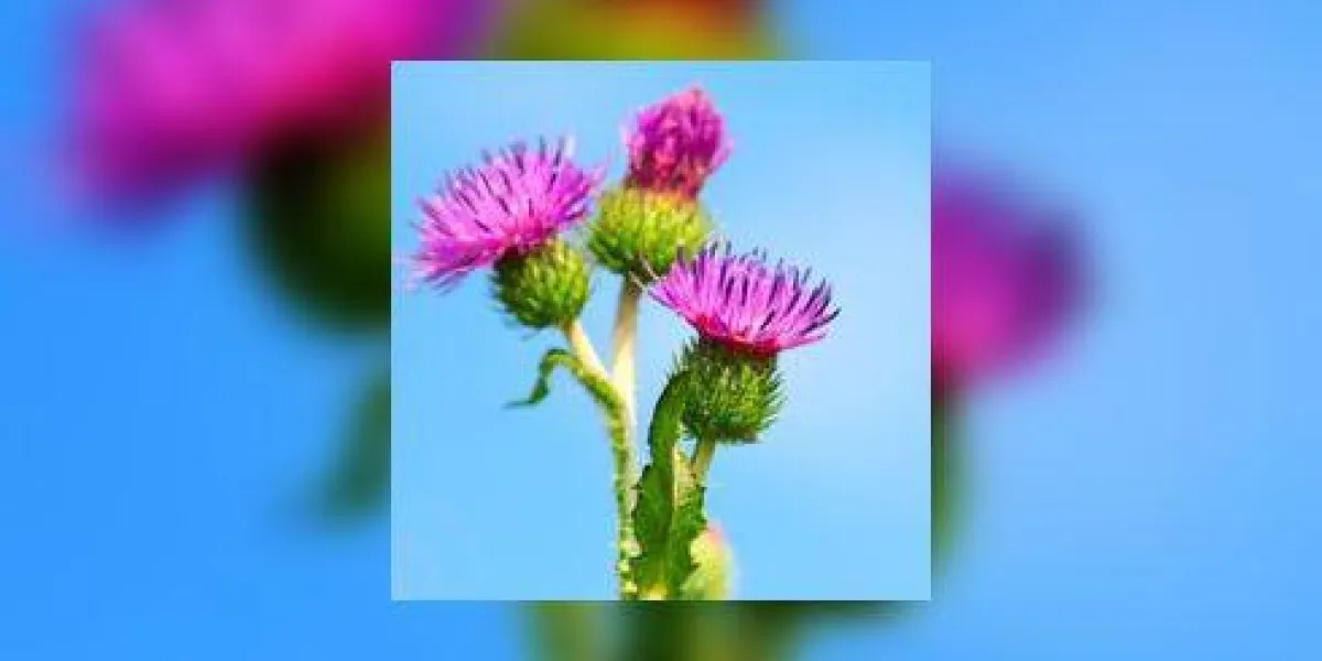 fleur épineuse (arctium lappa) sur le ciel bleu