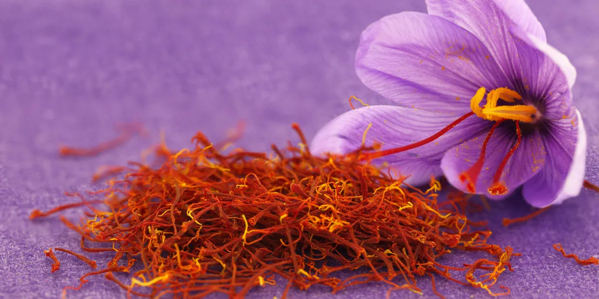 épice de safran séchée et fleur de safran épice de safran séchée et fleur de safran