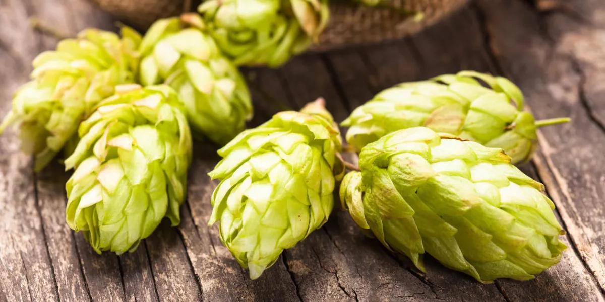 houblon avec feuille verte sur un fond en bois avec espace copie houblon avec feuille verte sur un fond en bois avec espace copie