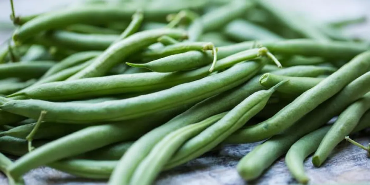 haricots verts biologiques, sains, cueillis